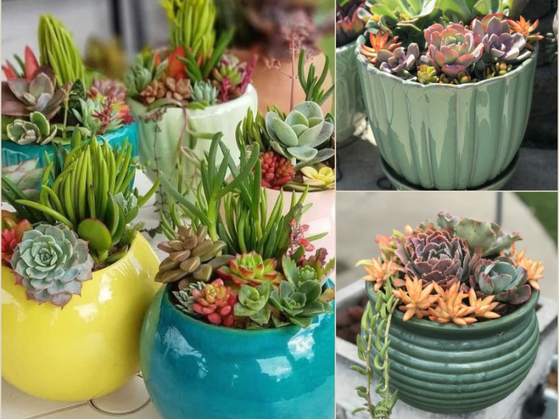 Παχύφυτα στη διακόσμηση