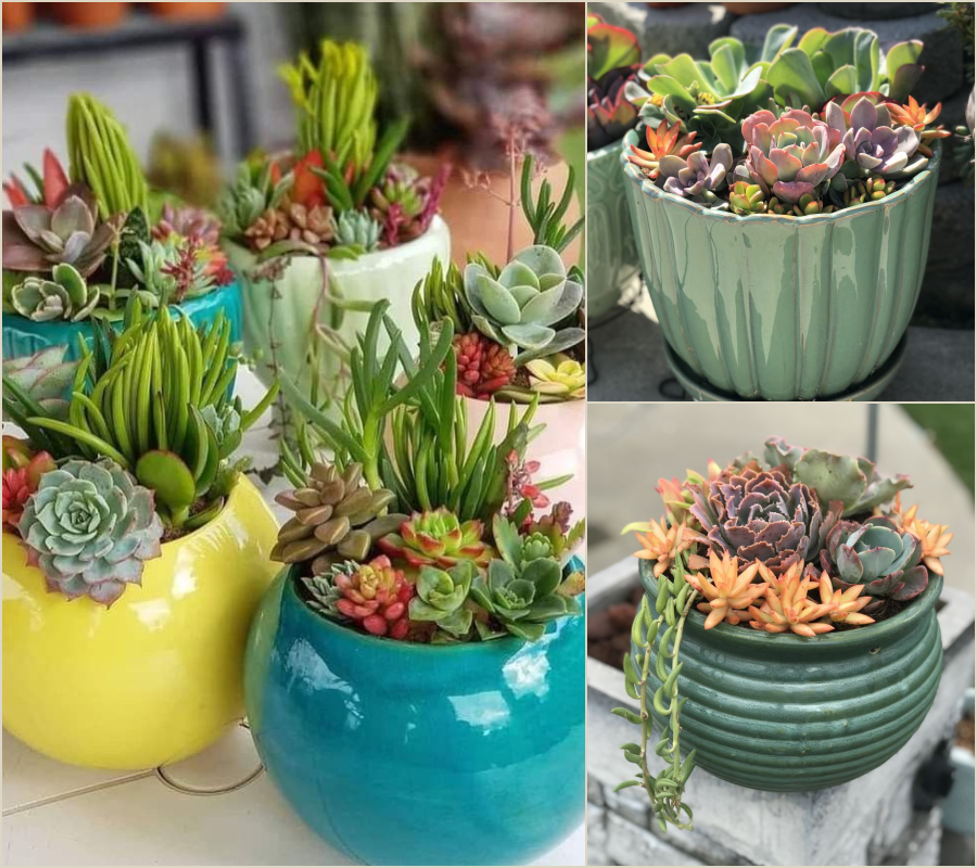 Παχύφυτα στη διακόσμηση