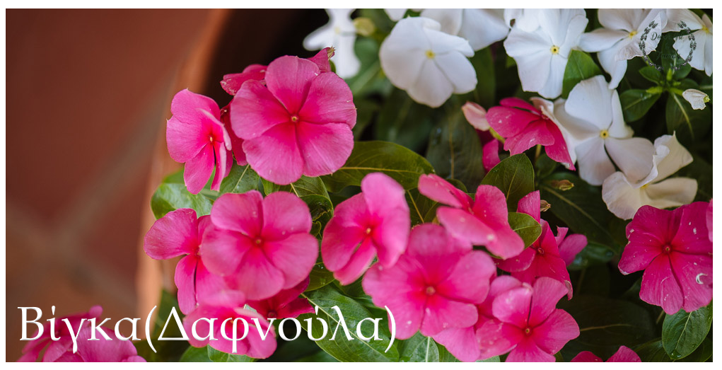 Οδηγός Ανθισμένων Φυτών για τον&nbsp;Μάιο!